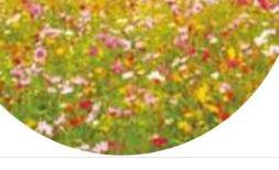 8000Pcs a set mixed random wild flower Seed  ProQgf