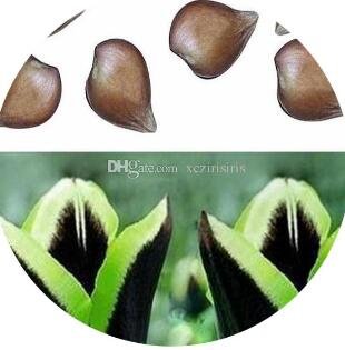 5Pcs A Set Rare Green Edge Black Dragon tulip bulb