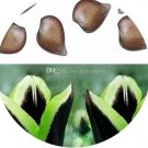 5Pcs A Set Rare Green Edge Black Dragon tulip bulb