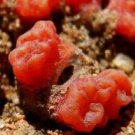 25Pcs A Set C.rugosum Seed   ProQgf