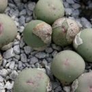 25Pcs A Set Conophytum subrisum seed  ProQgf