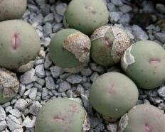 25Pcs A Set Conophytum subrisum seed  ProQgf