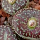 20pcs a set Conophytum obcordellum ursprungianum Lokenburg seed   ProQgf