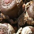 20pcs a set C. Armianum seed  ProQgf