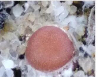 20pcs a set  Conophytum roodiae seed ProQgf
