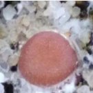 20pcs a set  Conophytum roodiae seed ProQgf