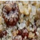 20pcs a set  Conophytum comptonii SE Vanrhyns Pass seed ProQgf