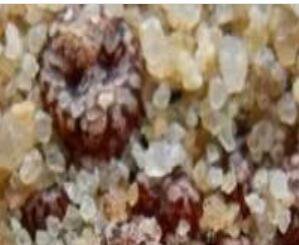20pcs a set  Conophytum comptonii SE Vanrhyns Pass seed ProQgf