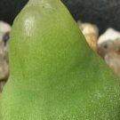 20pcs a set   Conophytum subterraneum seed ProQgf