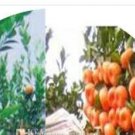 500Pcs A Set Sweet Orange Tree Seeds  ProQgf