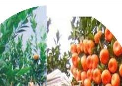 500Pcs A Set Sweet Orange Tree Seeds  ProQgf