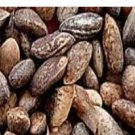 5000Pcs A Set Japanese Black Pine Seeds   ProQgf