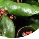 25Pcs A Set Crassula umbella Wine Cup seedProQgf