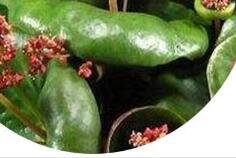 25Pcs A Set Crassula umbella Wine Cup seedProQgf