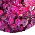 300pcs a set Iresine herbstii Hook Seed  ProQgf