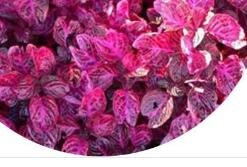 300pcs a set Iresine herbstii Hook Seed  ProQgf
