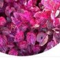 300pcs a set Iresine herbstii Hook Seed ProQgf