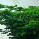 100Pcs A Set Asparagus setaceus(Kunth) seed   ProQgf