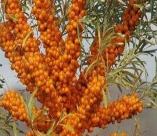800Pcs A Set Hippophae rhamnoides tree seed  ProQgf