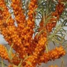 800Pcs A Set Hippophae rhamnoides tree seed  ProQgf