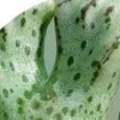 15Pcs A Set Conophytum turrigerum EVJ Weltervrede 2011 seed prodgf