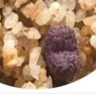 25Pcs A Set Conophytum Makins Plum Seed ProQgf