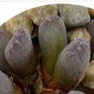 22Pcs A Set  Conophytum minusculum subsp. leoploldii Provenance Klaus Ingewepelt 15.10.2011 seed