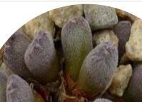 22Pcs A Set  Conophytum minusculum subsp. leoploldii Provenance Klaus Ingewepelt 15.10.2011 seed