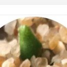 22Pcs A Set Conophytum achabense SB1600 Seed proqgf