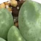 22Pcs A Set  C.ernstii ssp.cerebellum PVB.10043 seed ProQgf