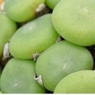 22Pcs A Set 1419.5-ernstii EVJ8512 Sandberg seed ProQgf