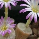 22Pcs A Set  CHRISOCRUXUM SH2275  seed ProQgf