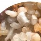 21Pcs A Set C.ectypum cruciatum CR1370 Seed seed ProQgf
