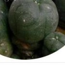21Pcs A Set Lophophora Williamsii Caespitosa Cactus seed ProQgf