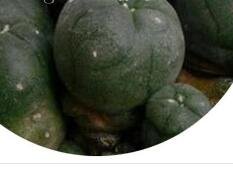 21Pcs A Set Lophophora Williamsii Caespitosa Cactus seed ProQgf