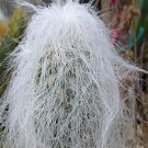 21Pcs A Set Cephalocereus senilis Cactus seed ProQgf