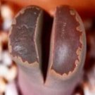50Pcs A Set  L. otzeniana Fenestrata seed ProQgf