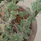 21Pcs A Set duorou Sarcocaulon herrei seed ProQgf