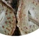 21Pcs A Set duorou C.francoisiae LAV.25430 seed ProQgf