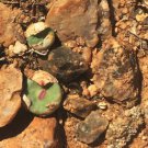 23Pcs A Set duorou Conophytum pageae subrisum seed ProQgf