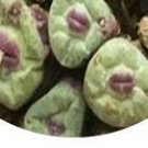 23Pcs A Set duorou Conophytum pageae Southwest Garies seed ProQgf