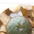 23Pcs A Set duorou Conophytum chrisolum CR1266 seed ProQgf