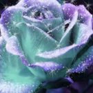 1000Pcs A Set Mint And Purple Rose seed ProQgf