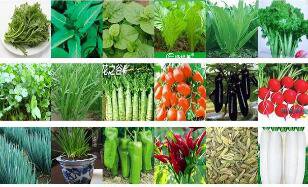 3000Pcs A Set random vegetable seed ProQgf