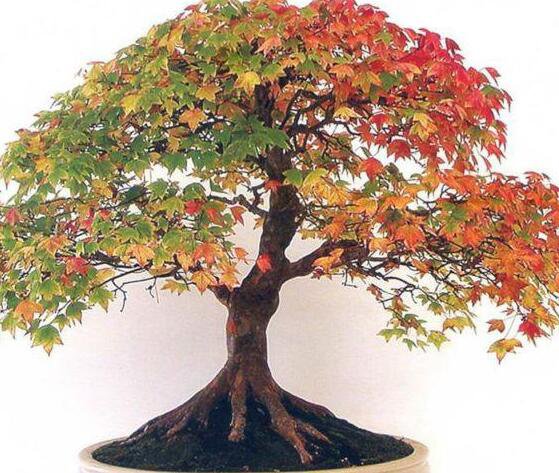 2000Pcs A Set canadian maple tree seed ProQgf