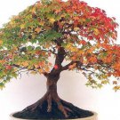 2000Pcs A Set canadian maple tree seed ProQgf