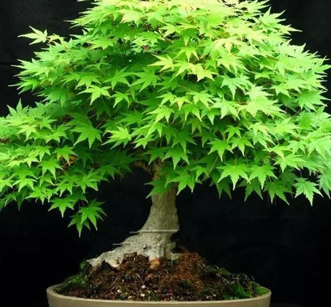 1000Pcs A Set american maple tree seed ProQgf