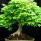 1000Pcs A Set american maple tree seed ProQgf