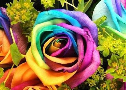 1000Pcs A Set rainbow rose seed ProQgf