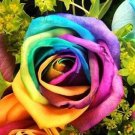 1000Pcs A Set rainbow rose seed ProQgf